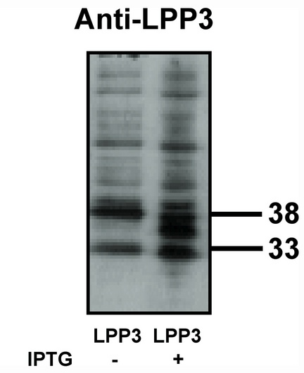 Western blot of LPP3 antibody on bacterially expressed LPP3 protein when untreated (-) and treated with with 0.1 mM IPTG (iso propyl-beta-D- thiogalactopyranoside) (+) at a dilution of 10 ug/ml.