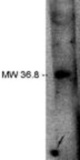 Western blot of LPPRP2 antibody on human brain lysate.