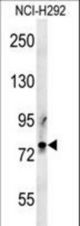 PRG2 Antibody western blot of NCI-H292 cell line lysates (35 ug/lane). The PRG2 antibody detected the PRG2 protein (arrow).