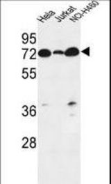 LPPR4 Antibody western blot of HeLa,Jurkat,NCI-H460 cell line lysates (35 ug/lane). The LPPR4 antibody detected the LPPR4 protein (arrow).