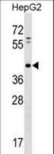 PAP2D Antibody western blot of HepG2 cell line lysates (35 ug/lane). The PAP2D antibody detected the PAP2D protein (arrow).