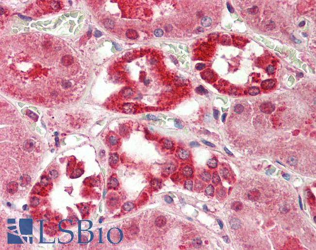 Anti-LPPR5 antibody IHC staining of human kidney. Immunohistochemistry of formalin-fixed, paraffin-embedded tissue after heat-induced antigen retrieval. Antibody LS-B9706 concentration 5 ug/ml.