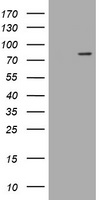 HEK293T cells were transfected with the pCMV6-ENTRY control (Left lane) or pCMV6-ENTRY LRCH4 (Right lane) cDNA for 48 hrs and lysed. Equivalent amounts of cell lysates (5 ug per lane) were separated by SDS-PAGE and immunoblotted with anti-LRCH4.