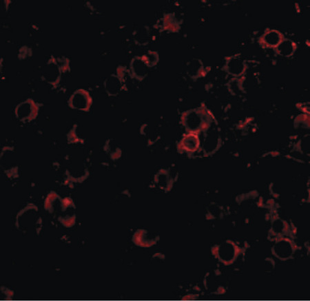 Immunofluorescence of LRFN2 in mouse brain tissue with LRFN2 antibody at 20 ug/ml.