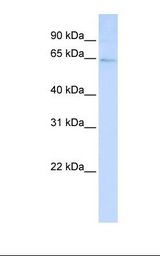 HepG2 cell lysate. Antibody concentration: 1.0 ug/ml. Gel concentration: 12%.