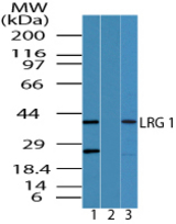 Western blot of LRG1 in HCT-116 cell lysate in the 1) absence and 2) presence of immunizing peptide and 3) mouse colon lysate using LS-C148466 at 0.5 ug/ml, 0.5 ug/ml and 2.0 ug/ml.