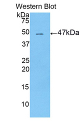 Western blot of recombinant LRG1 / LRG.