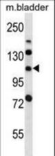 LRIG2 Antibody western blot of mouse bladder tissue lysates (35 ug/lane). The LRIG2 antibody detected the LRIG2 protein (arrow).