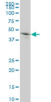 GRN monoclonal antibody (M01), clone 1F5 Western Blot analysis of GRN expression in HeLa.