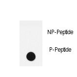 Dot blot of anti-Phospho-LPR1-S4520 Antibody on nitrocellulose membrane. 50ng of Phospho-peptide or Non Phospho-peptide per dot were adsorbed. Antibody working concentrations are 0.5ug per ml.