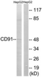 Western blot of extracts from HepG2 cells, using CD91 (Ab-4520) Antibody. The lane on the right is treated with the synthesized peptide.