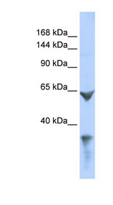 LRP1 / CD91 antibody LS-C112215 Western blot of 293T cell lysate.