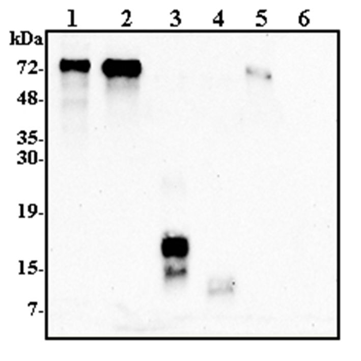 Western blot analysis using anti-Progranulin (human), pAb at 1:2000 dilution. 1: Human Progranulin (FLAG-tagged) (50ng). 2: Human Progranulin (tag-free) (100ng). 3: Human Granulin C (FLAG-tagged) (50ng). 4: Human Granulin F (FLAG-tagged) (50ng). 5: Mouse Progranulin (FLAG-tagged) (50ng).6: Unrelated Protein (FLAG-tagged).