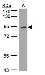 Sample (30 ug whole cell lysate). A: Hep G2 . 7.5% SDS PAGE. LRP12 antibody diluted at 1:1000