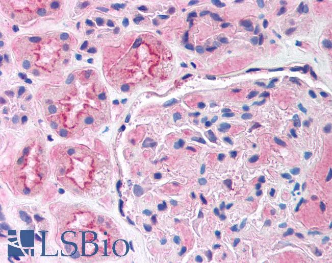 Anti-Megalin antibody IHC of human kidney cortex. Immunohistochemistry of formalin-fixed, paraffin-embedded tissue after heat-induced antigen retrieval. Antibody LS-B105 concentration 5 ug/ml.