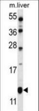 GOT1B Antibody western blot of mouse liver tissue lysates (35 ug/lane). The GOT1B antibody detected the GOT1B protein (arrow).