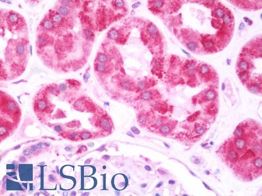 Anti-LRPAP1 antibody IHC staining of human kidney. Immunohistochemistry of formalin-fixed, paraffin-embedded tissue after heat-induced antigen retrieval. Antibody LS-B10766 concentration 7.5 ug/ml.
