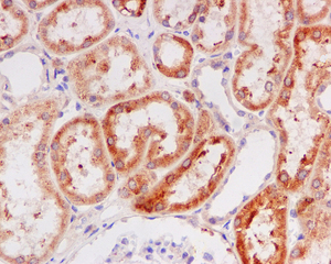 IHC of paraffin-embedded human kidney tissue using anti-LRPAP1 antibody.