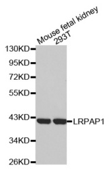 Western blot analysis of extracts of various cell lines, using LRPAP1 antibody.