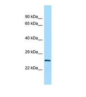 Western blot of Mouse Testis. Lrrc14 antibody dilution 1.0 ug/ml.