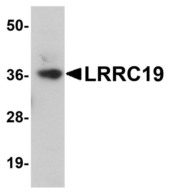 Western blot analysis of LRRC19 in K562 cell lysate with LRRC19 antibody at 1 ug/ml.