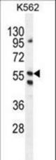 LRIT1 Antibody western blot of K562 cell line lysates (35 ug/lane). The LRIT1 antibody detected the LRIT1 protein (arrow).