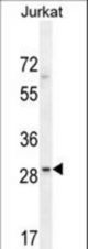 LRRC25 Antibody western blot of Jurkat cell line lysates (35 ug/lane). The LRRC25 antibody detected the LRRC25 protein (arrow).