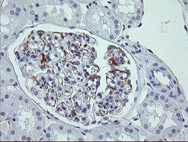 IHC of paraffin-embedded Human Kidney tissue using anti-LRRC25 mouse monoclonal antibody. (Heat-induced epitope retrieval by 10mM citric buffer, pH6.0, 100C for 10min).