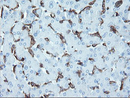 IHC of paraffin-embedded Human liver tissue using anti-LRRC25 mouse monoclonal antibody.