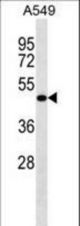LRRC26 Antibody western blot of A549 cell line lysates (35 ug/lane). The LRRC26 antibody detected the LRRC26 protein (arrow).