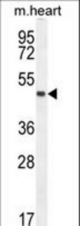 LRRC34 Antibody western blot of mouse heart tissue lysates (35 ug/lane). The LRRC34 antibody detected the LRRC34 protein (arrow).