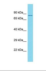 Western blot of Placenta. LRRC38 antibody dilution 1.0 ug/ml.