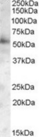 GOPC antibody (0.05 ug/ml) staining of Human Frontal Cortex lysate (35 ug protein/ml in RIPA buffer). Primary incubation was 1 hour. Detected by chemiluminescence.