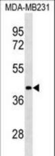 LRRC39 Antibody western blot of MDA-MB231 cell line lysates (35 ug/lane). The LRRC39 antibody detected the LRRC39 protein (arrow).