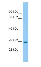 LRRC3B antibody Western Blot of Rat Pancreas.