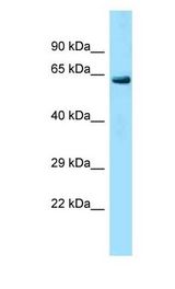 LRRC40 antibody Western Blot of Mouse Liver. Antibody dilution: 1 ug/ml.