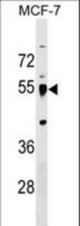 LRRC42 Antibody western blot of MCF-7 cell line lysates (35 ug/lane). The LRRC42 antibody detected the LRRC42 protein (arrow).