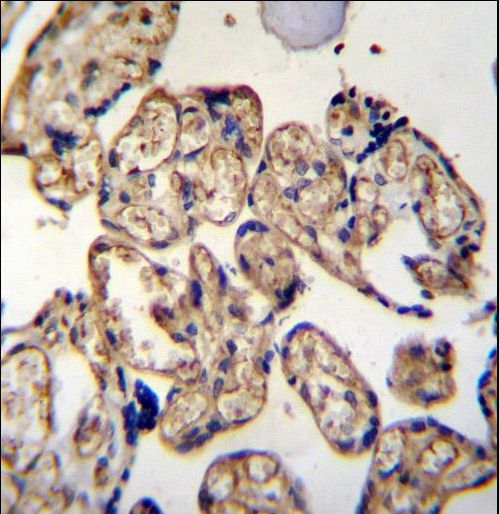 LRRC45 Antibody immunohistochemistry of formalin-fixed and paraffin-embedded human placenta tissue followed by peroxidase-conjugated secondary antibody and DAB staining.