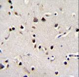 LRRC46 Antibody immunohistochemistry of formalin-fixed and paraffin-embedded human brain tissue followed by peroxidase-conjugated secondary antibody and DAB staining.