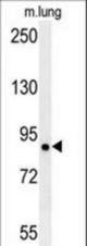 LRRC4B Antibody western blot of mouse lung tissue lysates (15 ug/lane). The LRRC4B antibody detected LRRC4B protein (arrow).