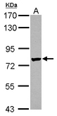 Sample (30 ug of whole cell lysate) A: IMR32 7.5% SDS PAGE LRRC4C antibody diluted at 1:1000