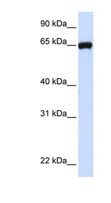 LRRC4C antibody LS-C102337 Western blot of 293T cell lysate.