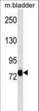 LRRC4C Antibody western blot of mouse bladder tissue lysates (35 ug/lane). The LRRC4C antibody detected the LRRC4C protein (arrow).