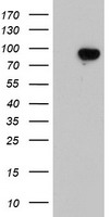 HEK293T cells were transfected with the pCMV6-ENTRY control (Left lane) or pCMV6-ENTRY LRRC50 (Right lane) cDNA for 48 hrs and lysed. Equivalent amounts of cell lysates (5 ug per lane) were separated by SDS-PAGE and immunoblotted with anti-LRRC50.