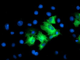 Anti-LRRC50 mouse monoclonal antibody immunofluorescent staining of COS7 cells transiently transfected by pCMV6-ENTRY LRRC50.