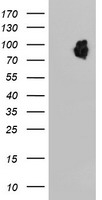 HEK293T cells were transfected with the pCMV6-ENTRY control (Left lane) or pCMV6-ENTRY LRRC50 (Right lane) cDNA for 48 hrs and lysed. Equivalent amounts of cell lysates (5 ug per lane) were separated by SDS-PAGE and immunoblotted with anti-LRRC50.