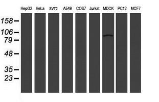 Western blot of extracts (35 ug) from 9 different cell lines by using g anti-LRRC50 monoclonal antibody (HepG2: human; HeLa: human; SVT2: mouse; A549: human; COS7: monkey; Jurkat: human; MDCK: canine; PC12: rat; MCF7: human).