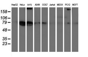 Western blot of extracts (35ug) from 9 different cell lines by using anti-LRRC50 monoclonal antibody (HepG2: human; HeLa: human; SVT2: mouse; A549: human; COS7: monkey; Jurkat: human; MDCK: canine; PC12: rat; MCF7: human).