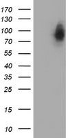 HEK293T cells were transfected with the pCMV6-ENTRY control (Left lane) or pCMV6-ENTRY LRRC50 (Right lane) cDNA for 48 hrs and lysed. Equivalent amounts of cell lysates (5 ug per lane) were separated by SDS-PAGE and immunoblotted with anti-LRRC50.