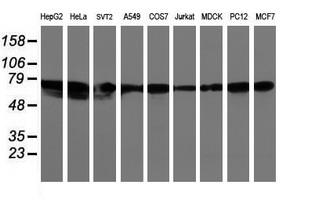 Western blot of extracts (35 ug) from 9 different cell lines by using g anti-LRRC50 monoclonal antibody (HepG2: human; HeLa: human; SVT2: mouse; A549: human; COS7: monkey; Jurkat: human; MDCK: canine; PC12: rat; MCF7: human).